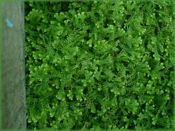 garden11