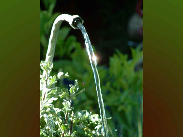 garden12