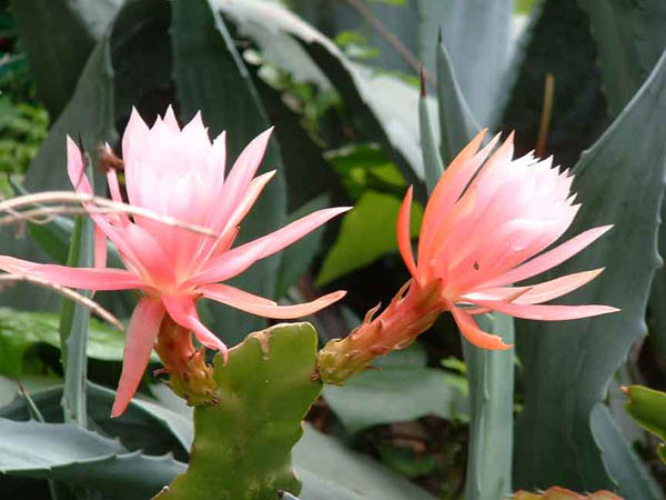 garden47