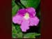 streptocarpus