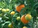 oranges on the tree in the front yard