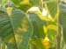 fuchsia boliviensis alba leaves in the early morning sun