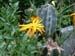 CALENDULA and a cactus