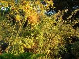 a Spectacular sunrise  in August photographed in the garden