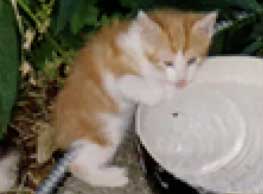 The cute itty bitty kitties from LittleOne and Miss Juliette in a minimovie...