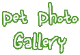 Lots of cute pix of my 3 cats and my dog